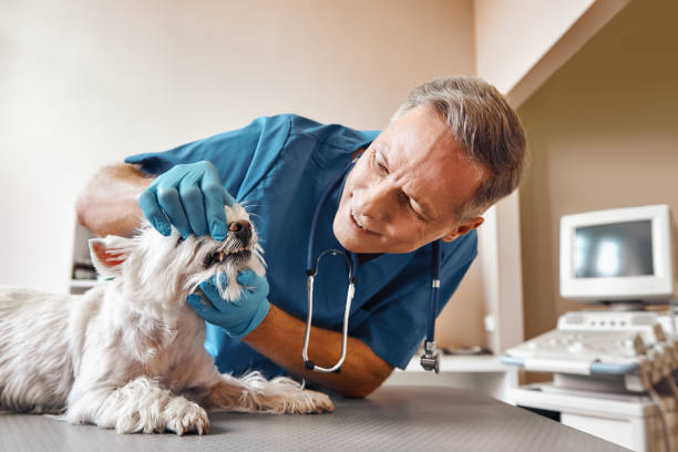 Best Mobile Emergency Dentist in Lampasas, TX